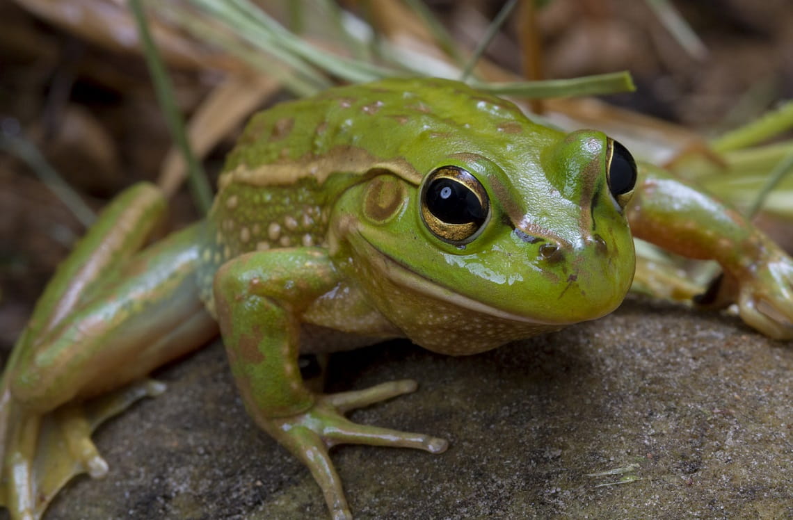 A green frog with large eyes and light brown spots and stripes sits, smiling, on a rock