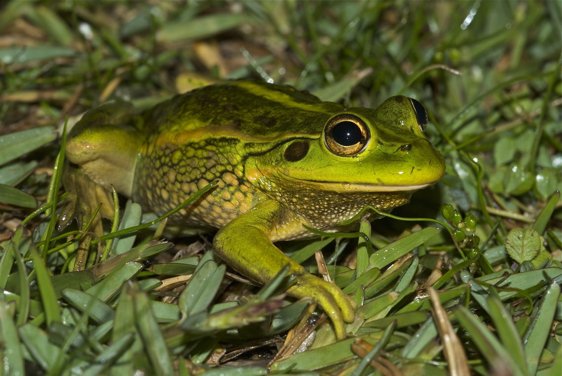 A shiny green frog with a yellow-spotted belly sits on damp grass, staring at the camera with its gold and black eye.