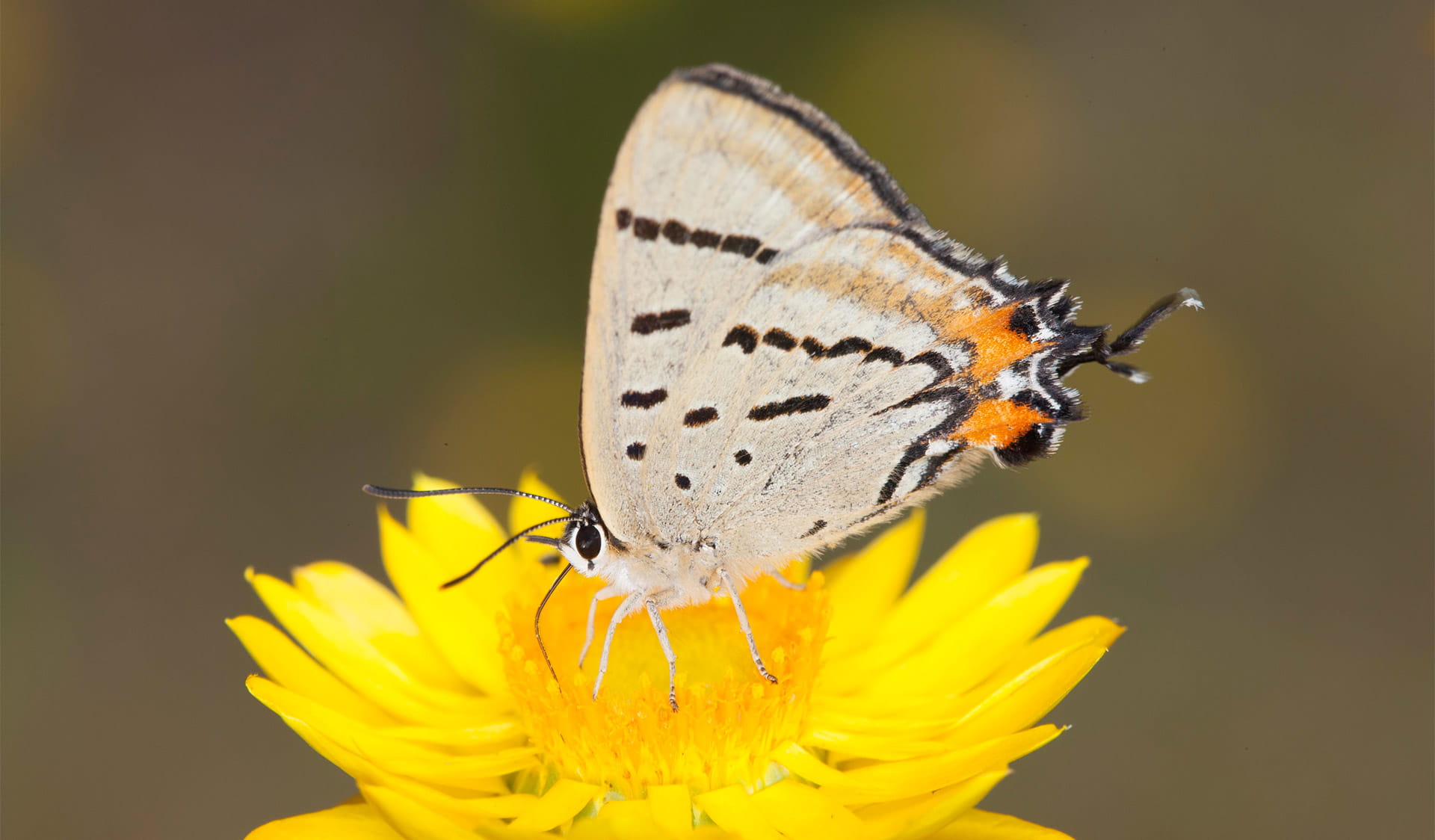 Close up of a Imperial Blue Butterfly on a yellow flower.