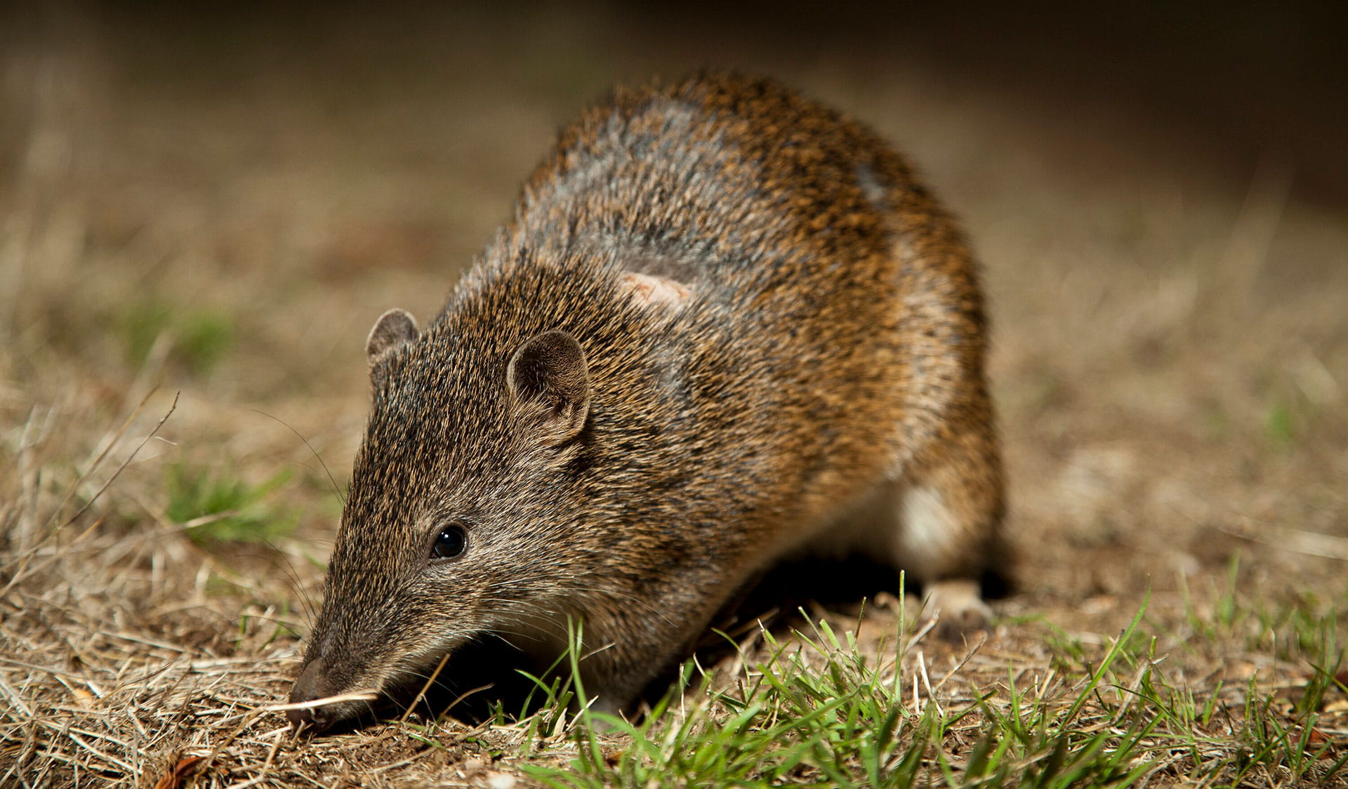 Isoodon obesulus, Southern Brown Bandicoot at Mount Rothwell Sanctuary, Victoria