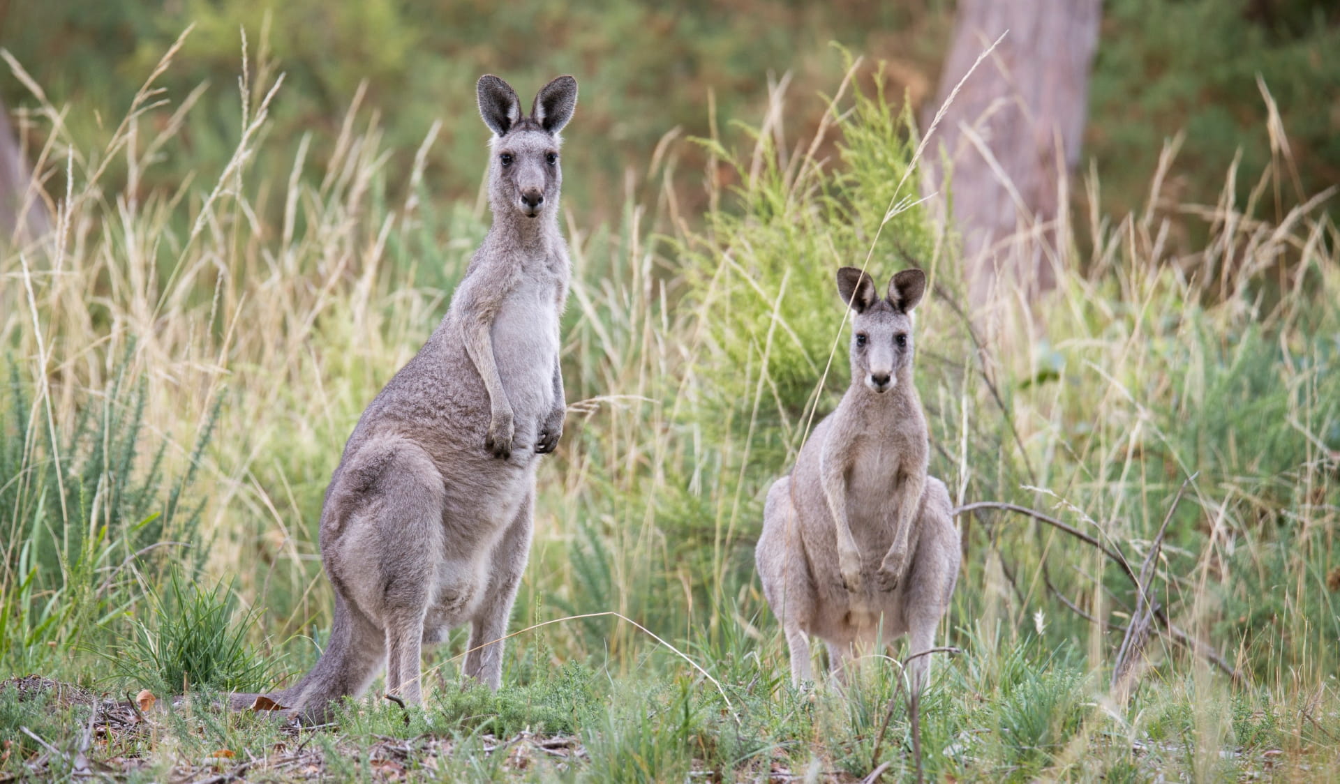 Two kangaroos stand in the grass at Woowookarung Regional Park.