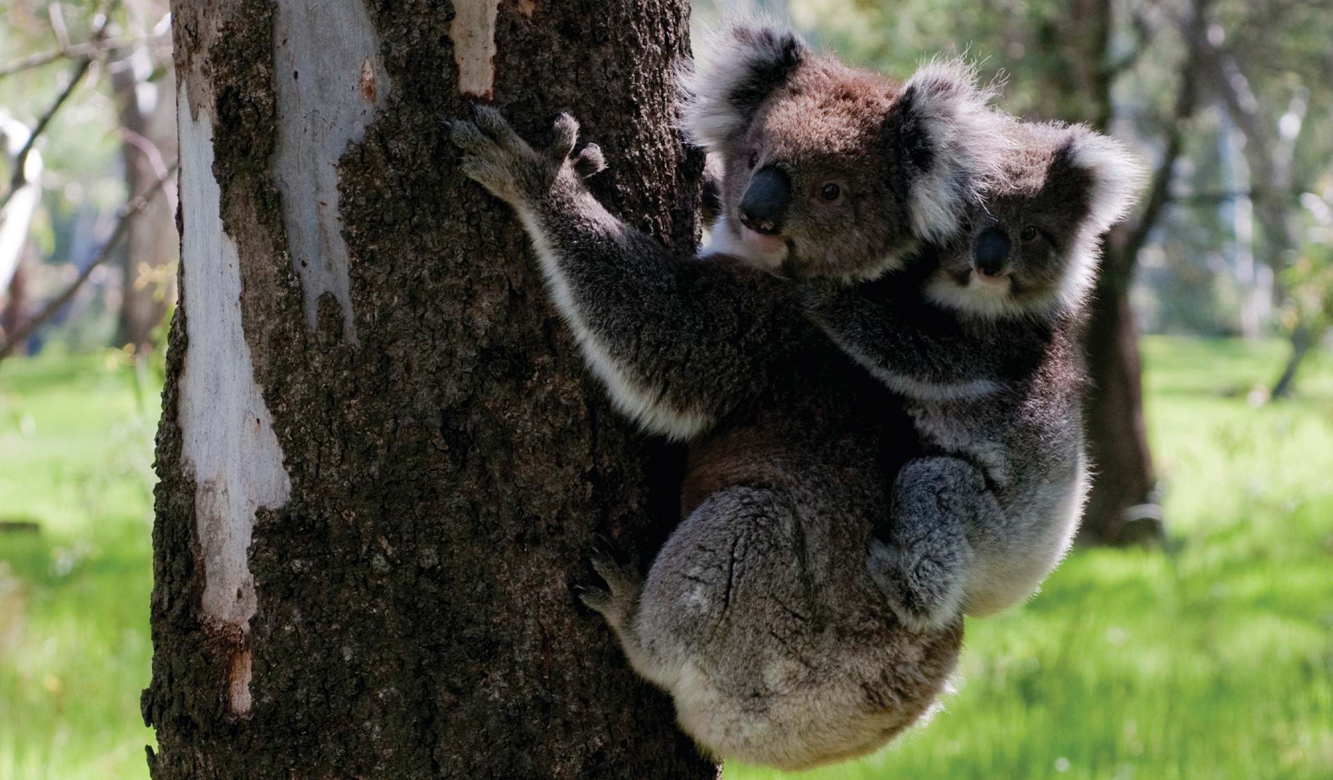 A Koala in a tree. 