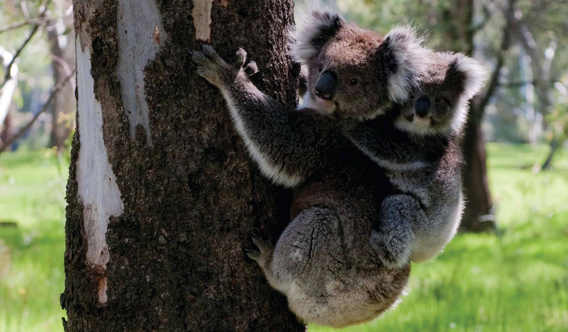 A Koala in a tree.