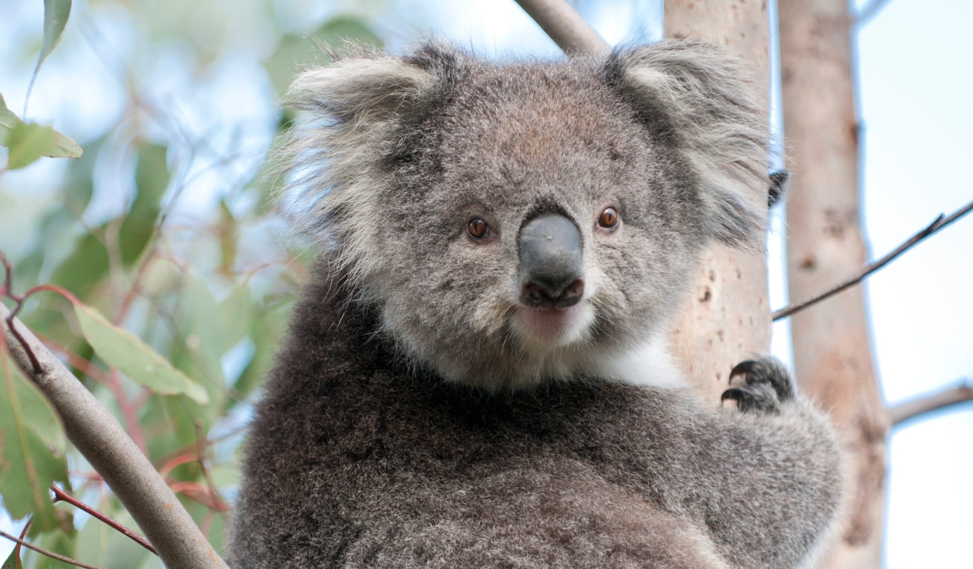 A koala sitting in a tree at French Island National Park.