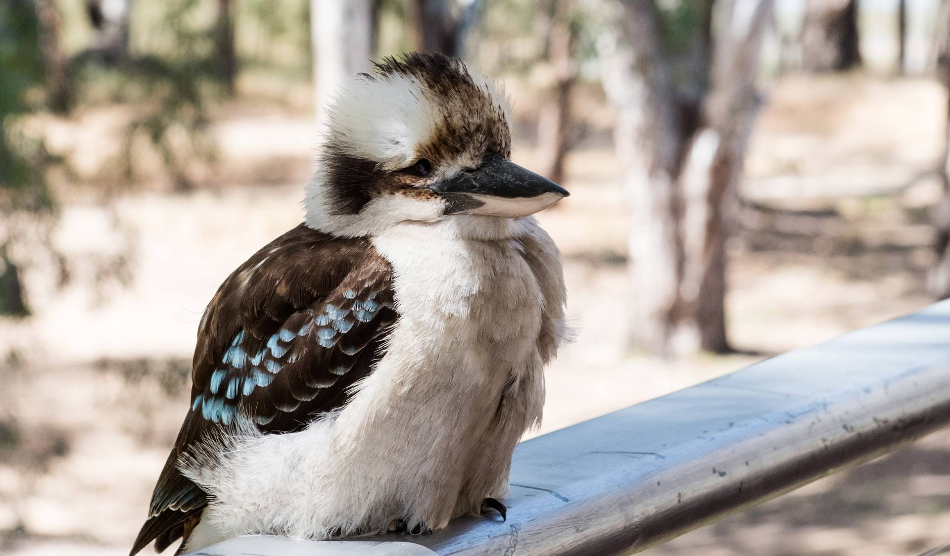 A kookaburra sits on a balustrade