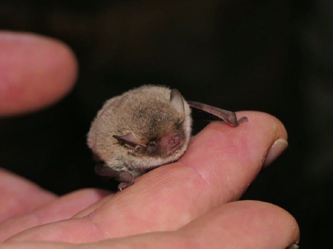 A close up of a person's hand with a tiny, brown, furry little bat (about twice the size of a fingertip) clinging to the person's finger using its hook thumbs
