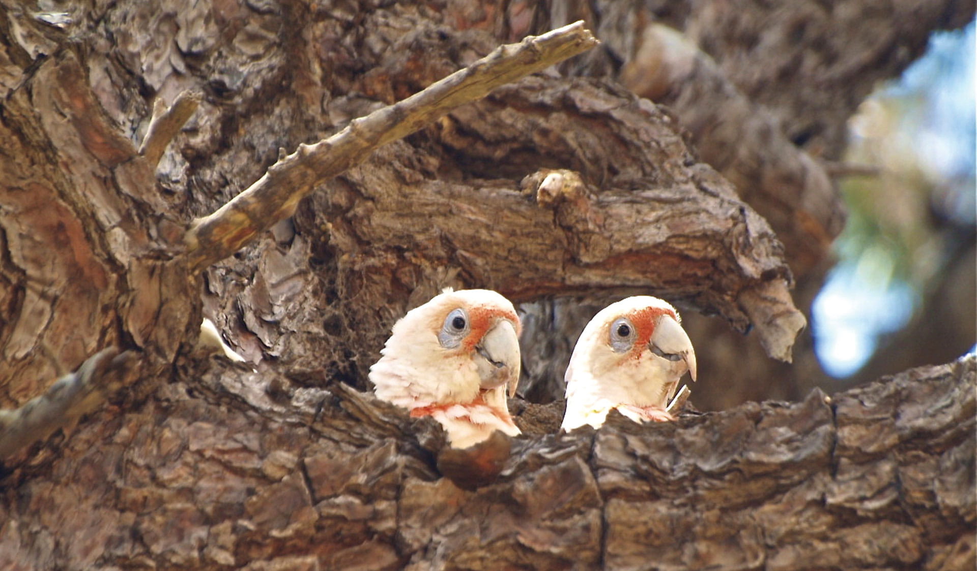 Pair of Long Billed Corellas nesting in a tree hollow.