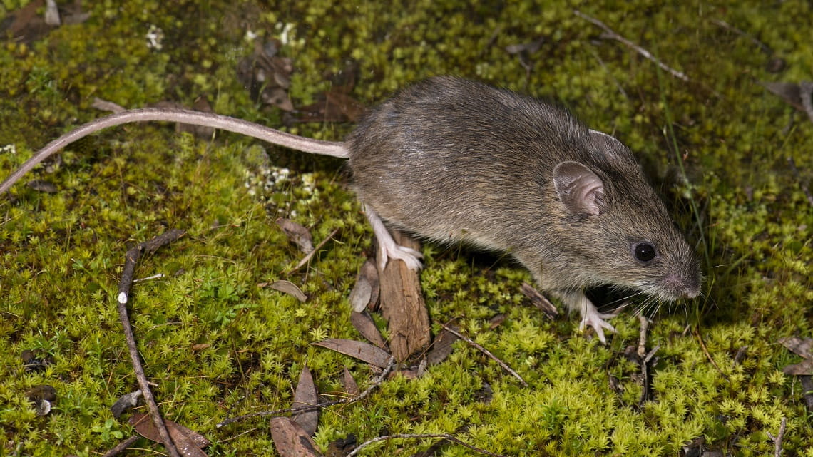 A small mouse stands on a green moss.