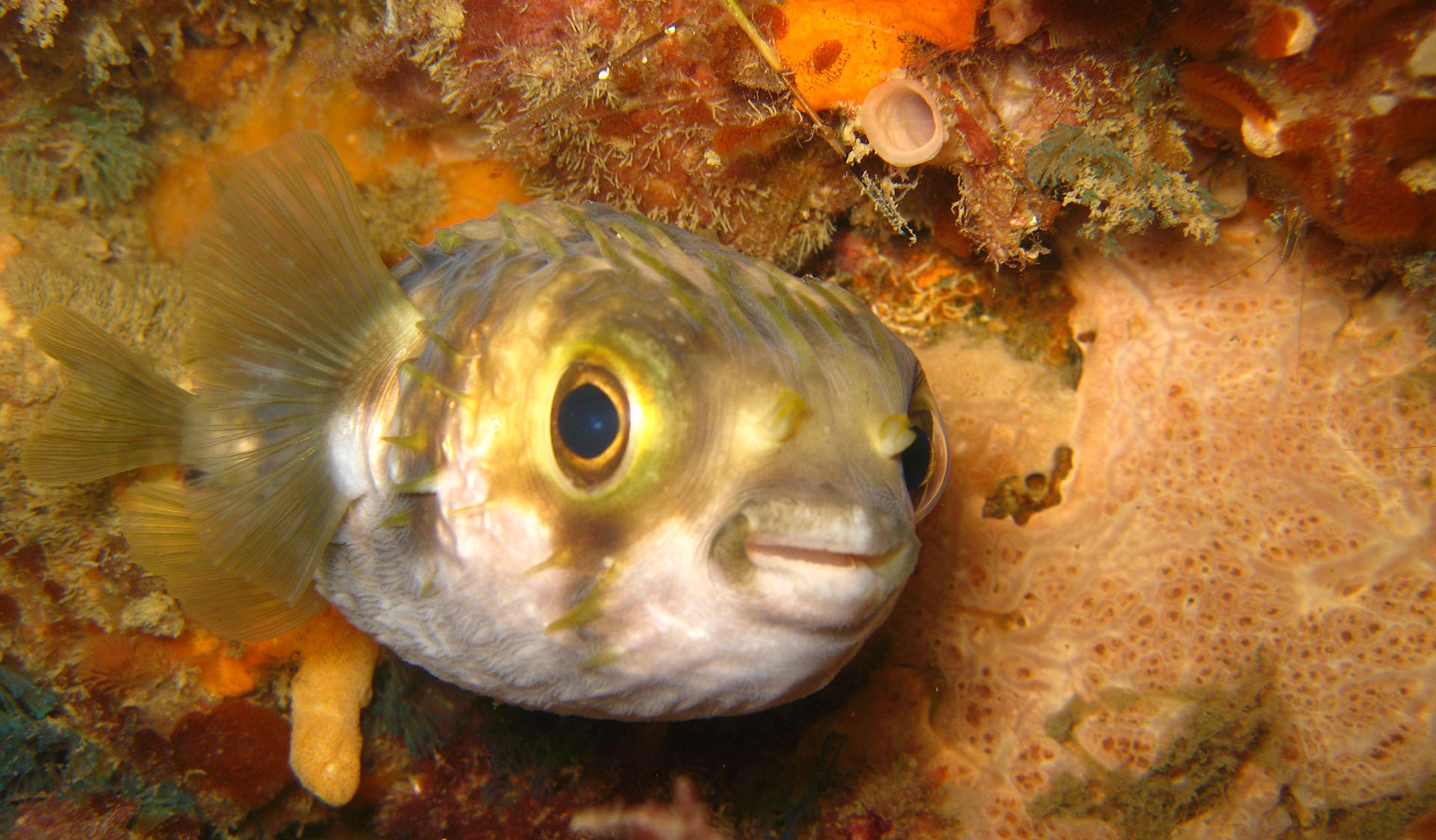 A puffer fish looks directly down the lens.