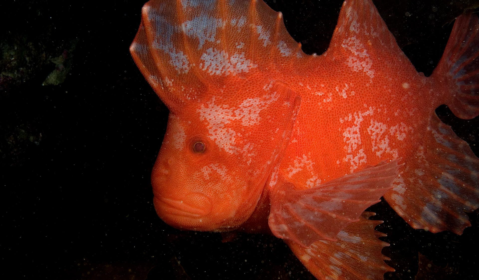 The Red Velvet fish against a dark marine background. 