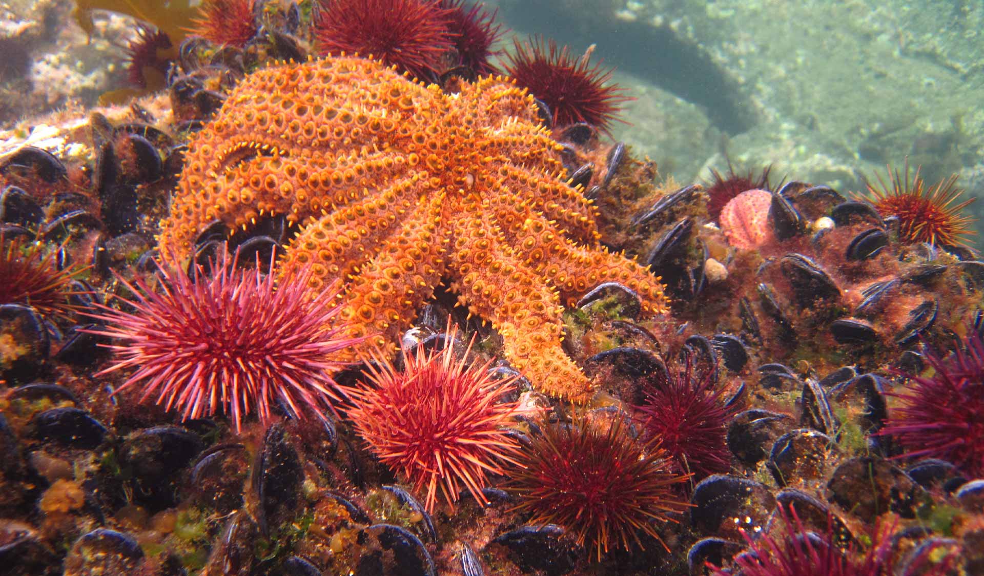 A sea star and urchins on the ocean floor