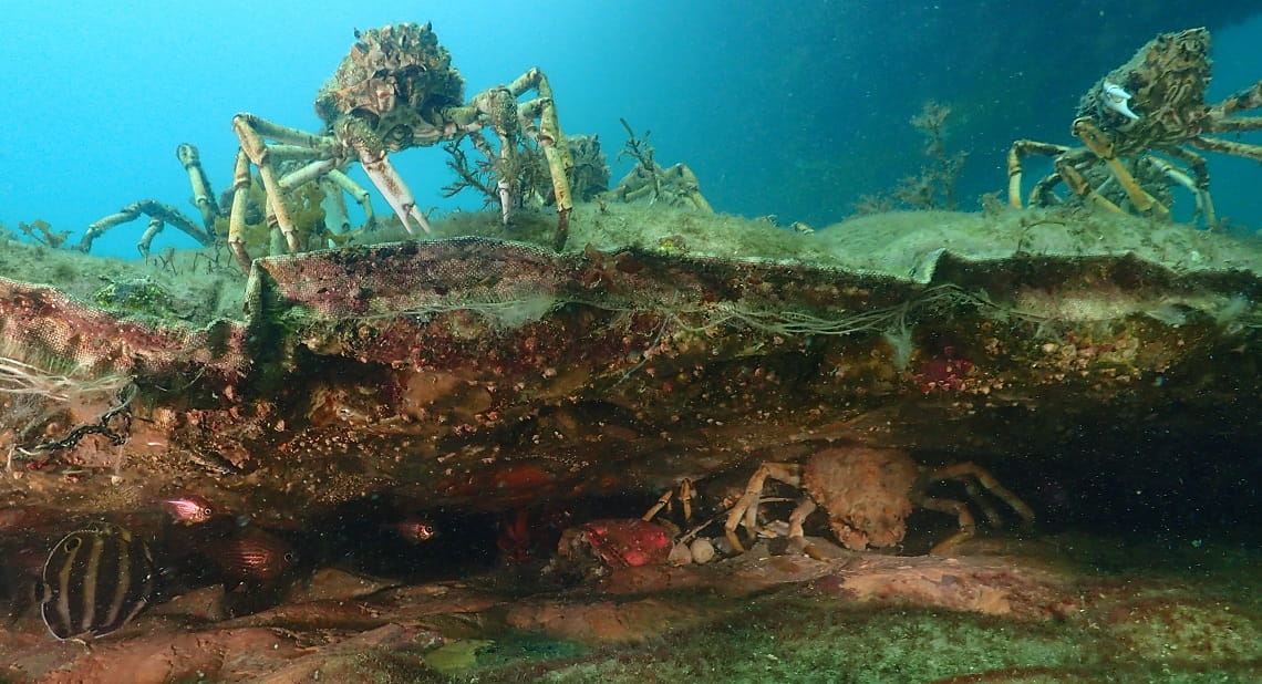 Giant spider crabs above and below an underwater rock platform
