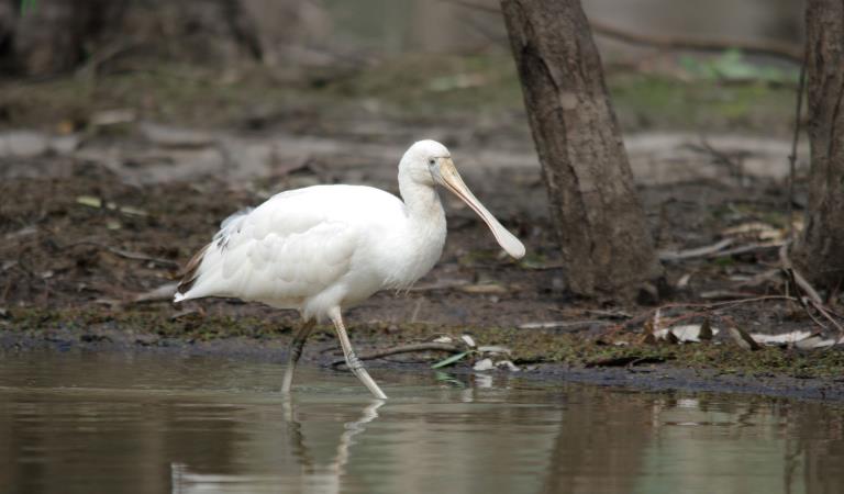 A spoonbill wades through water near the rivers edge at Barmah National Park