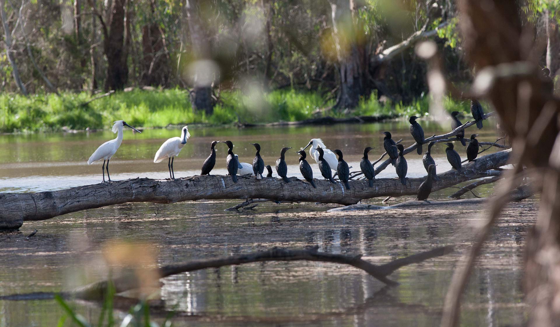 Spoonbills and cormorants sit upon a tree limb in Barmah National Park
