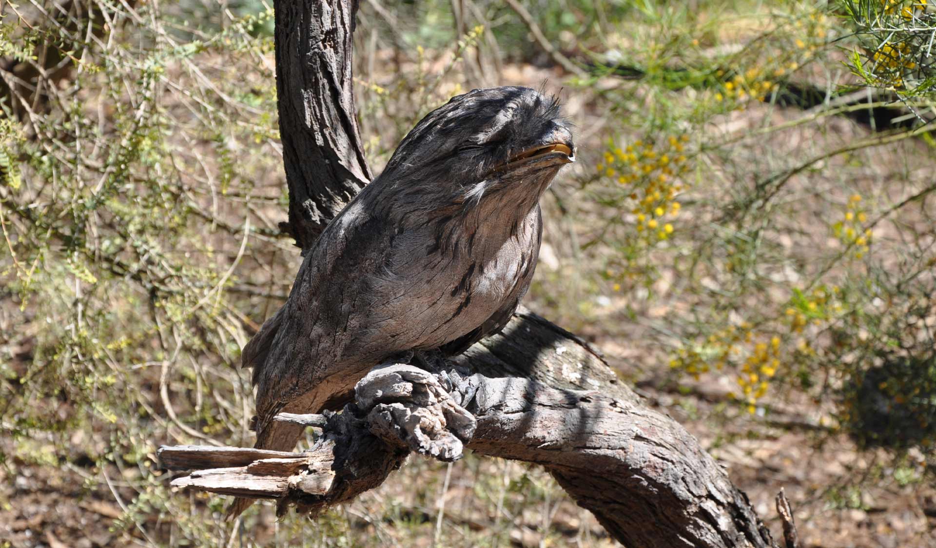 A tawny frogmouth perched on a branch