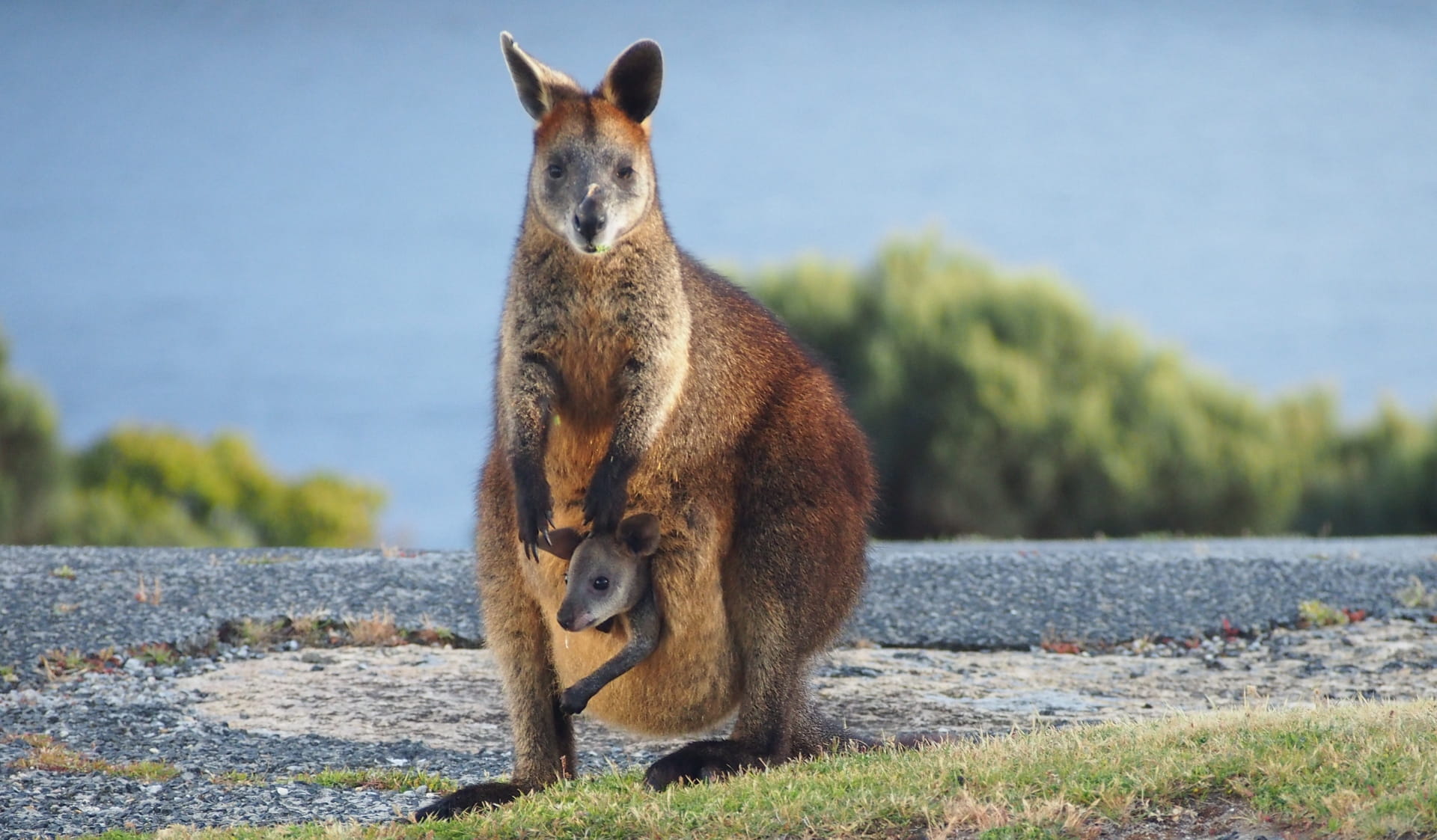 A mother and joey wallaby on a rock surface with the ocean in the background at Wilsons Promontory National Park.