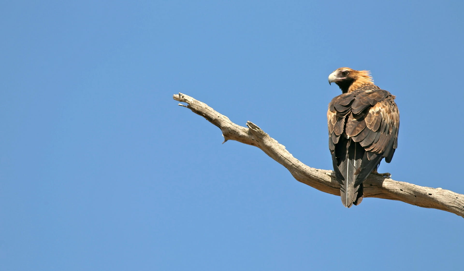 A wedged tailed eagle sits in the branch of a dead eucalypt. 