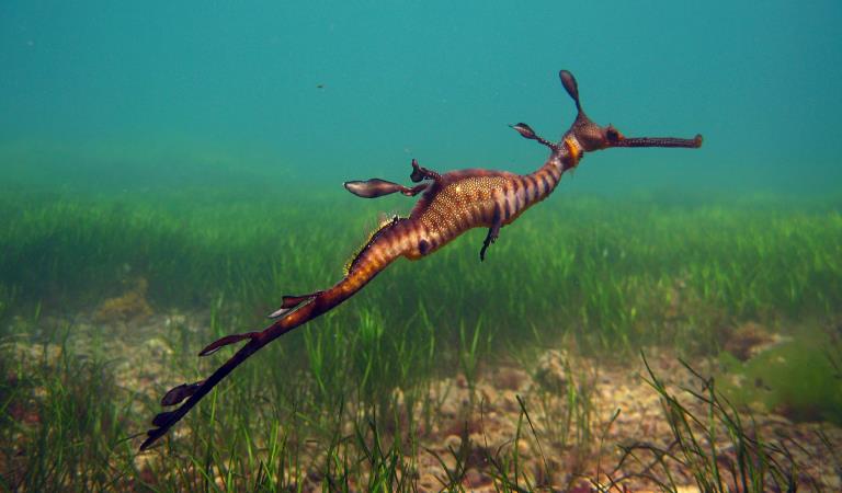 A weedy seadragon swims along near the sea bed.