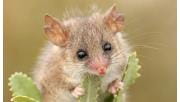The extremely cute Western Pygmy Possum.