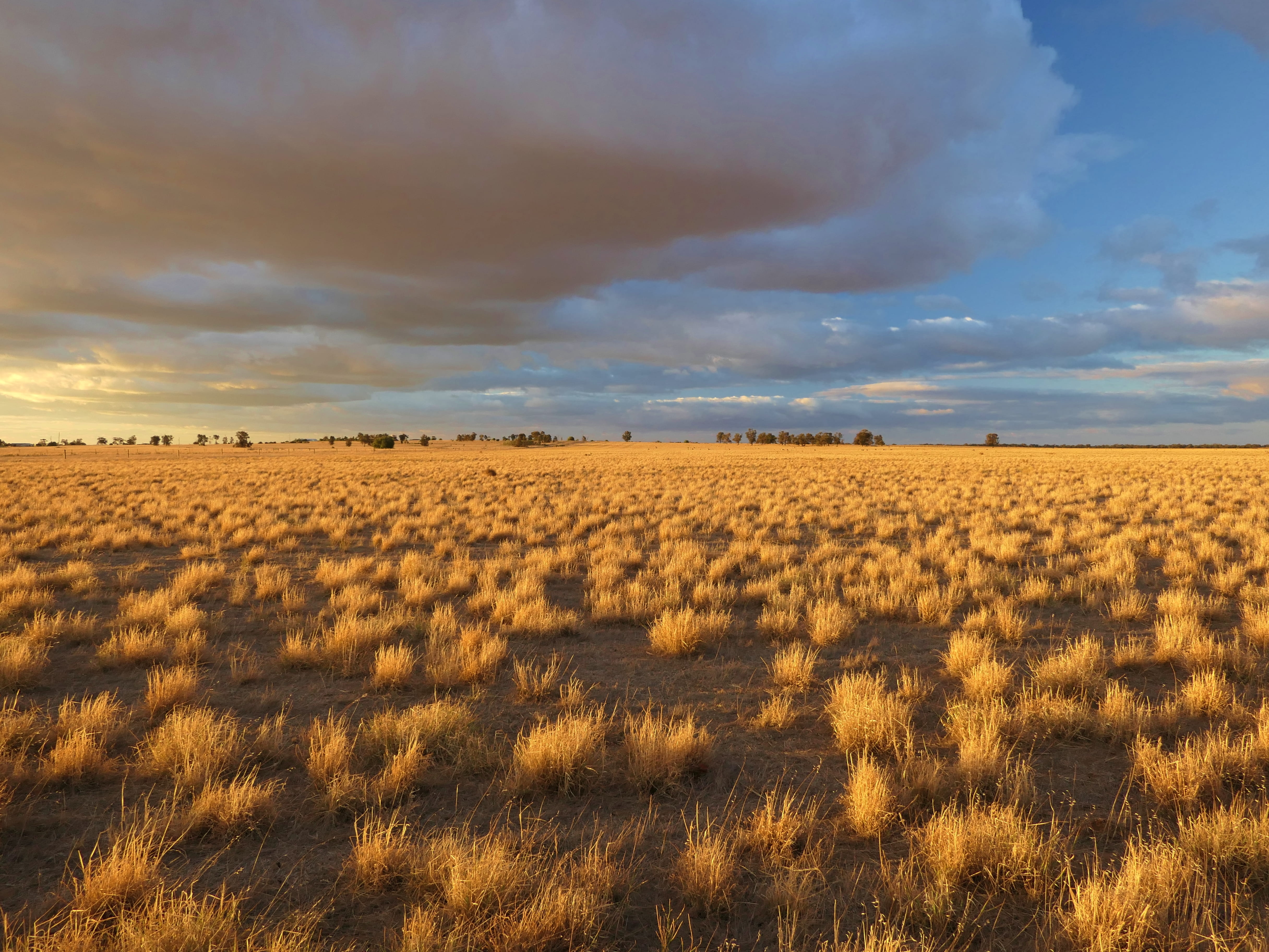 Tussock grassland