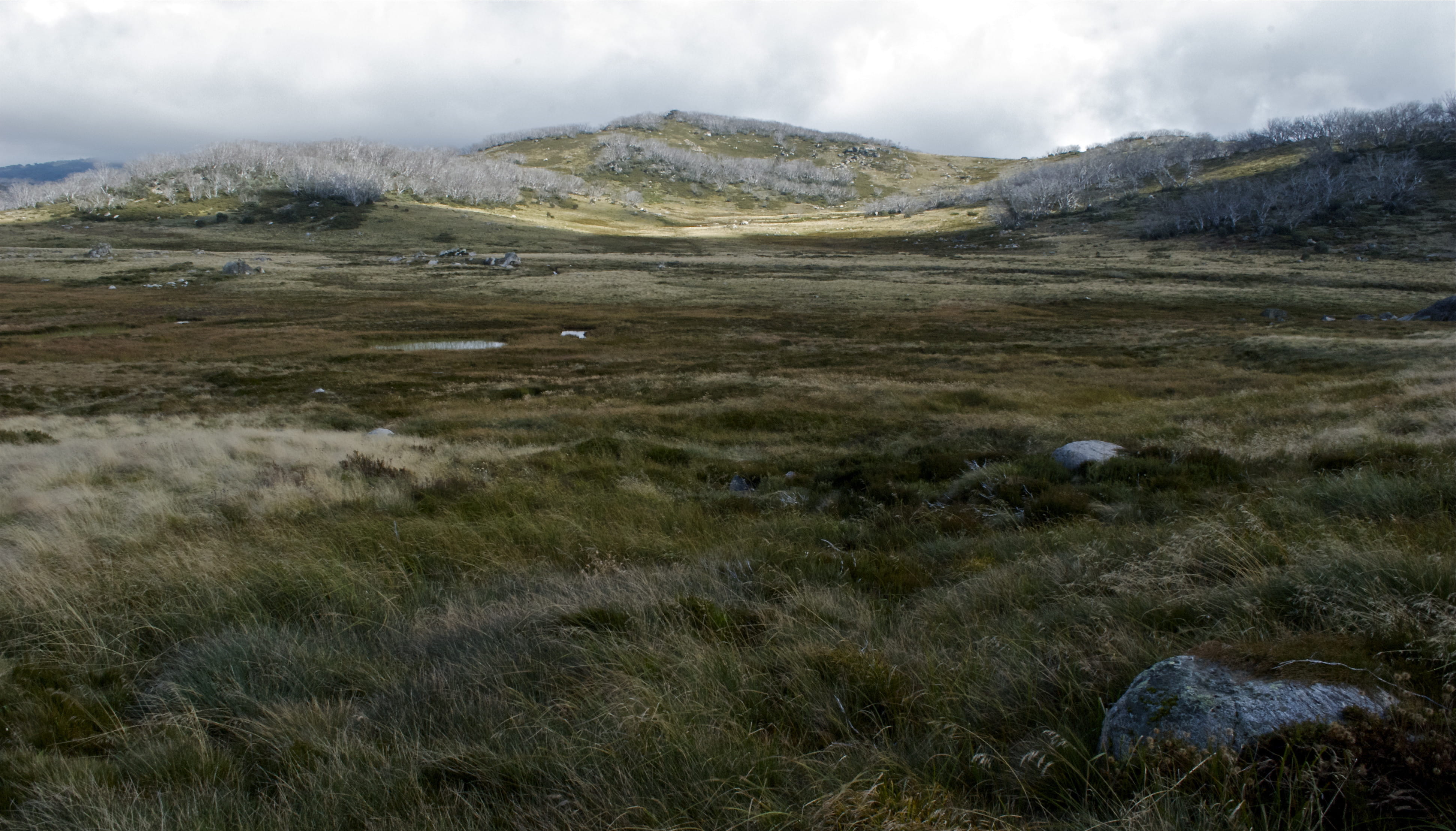 Alpine ecosystem, Falls Creek, Alpine National Park