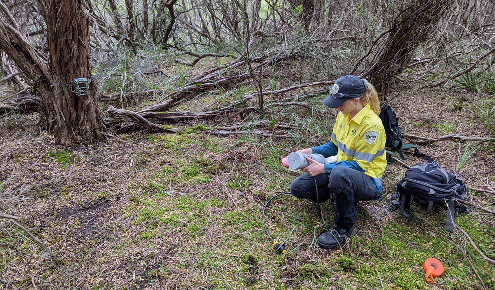 A ranger fixes a camera trap to a tree in a rugged bushland environment. 
