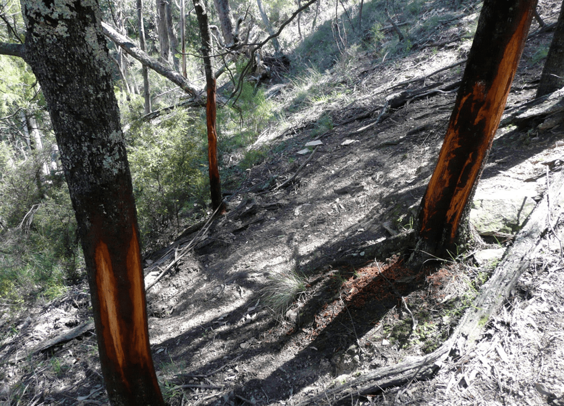 Deer impacts on two trees, both with bark rubbed off.