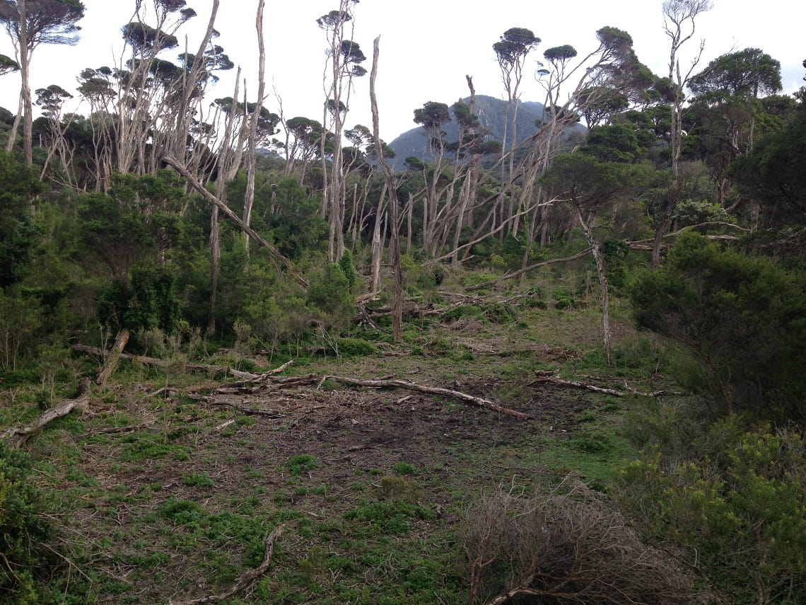 A cleared space in mountainous woodlands shows deer impacts through a trampled, muddy puddle surrounded by broken trees.