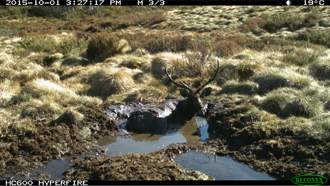 A male deer stands in a deep, muddy wallow amongst native vegetation in the Alpine National Park
