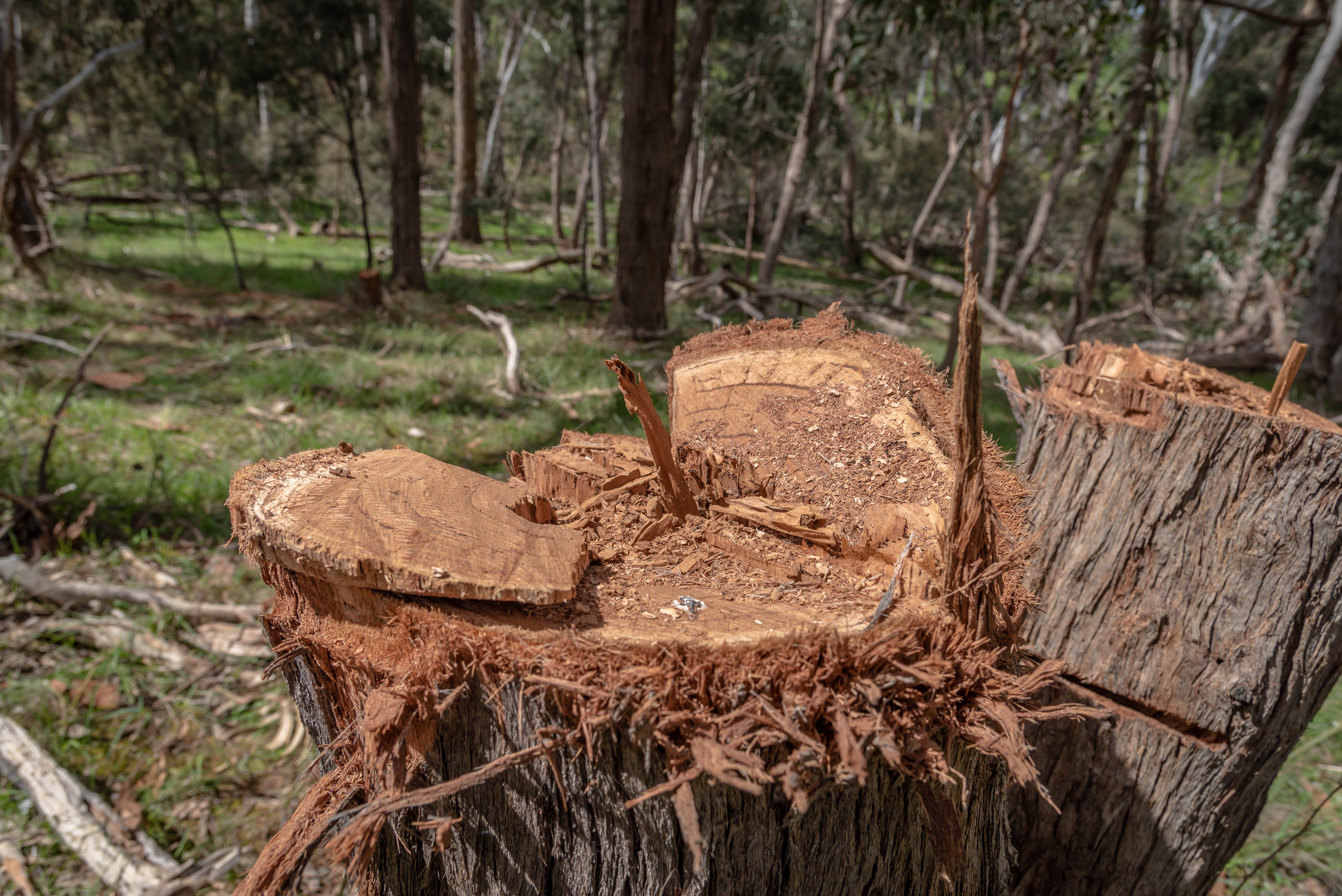 Tree stump of recently felled tree