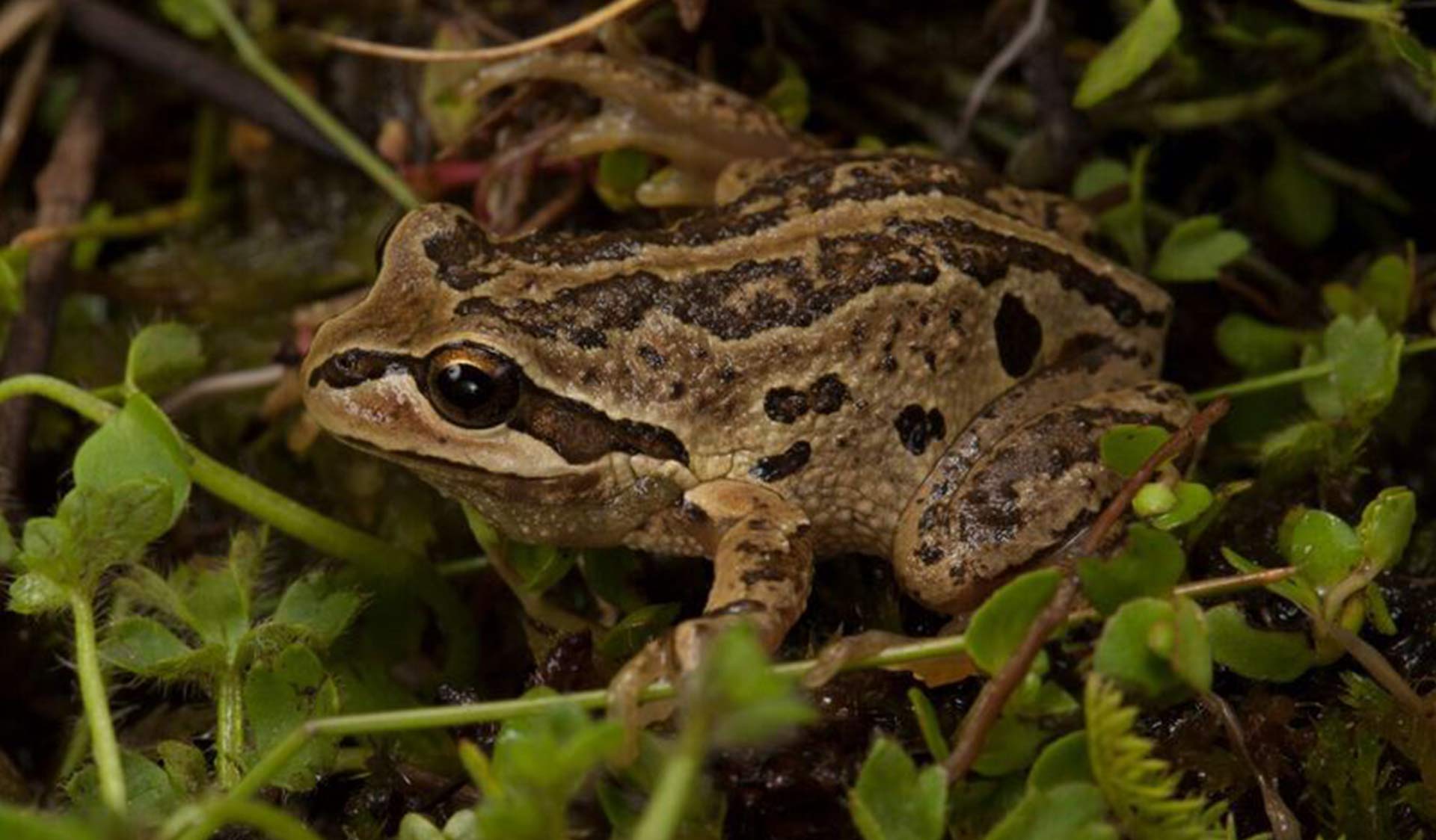 Close up of Alpine Tree Frog
