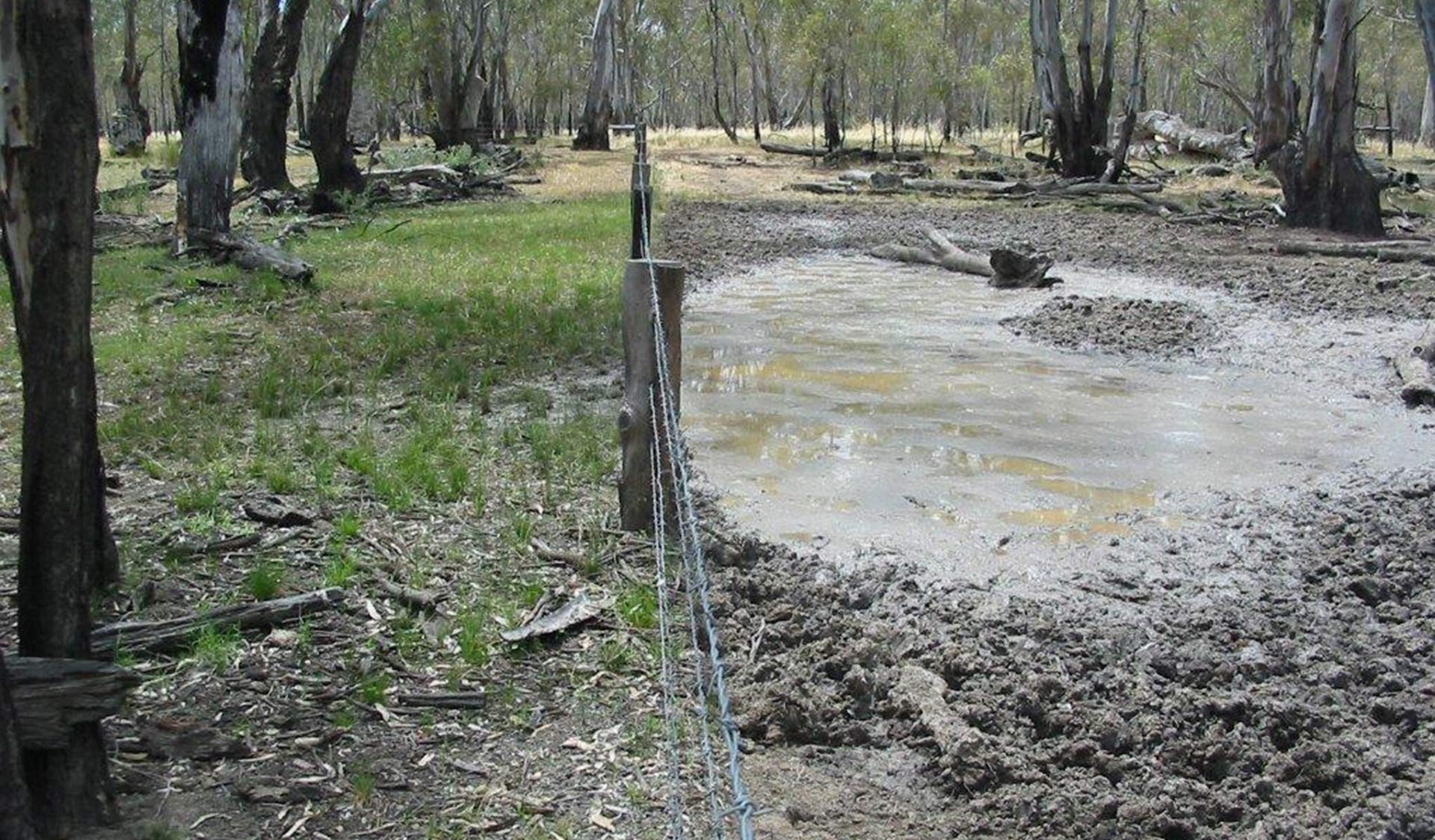Exclusion fence trial in Barmah National Park showing intact vegetation inside fence and feral horse damage outside fence