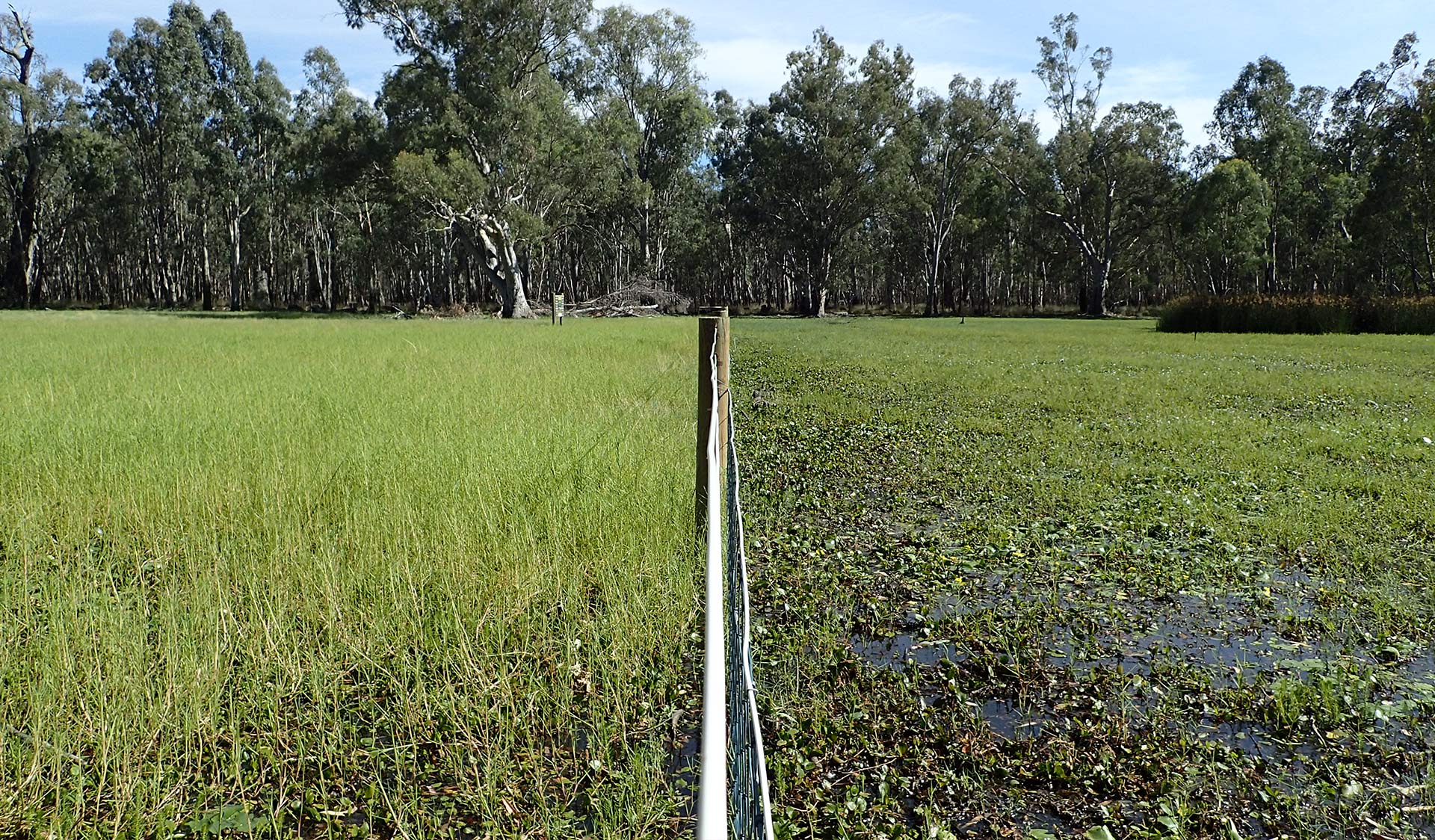 Exclusion fence at Little Rushy Swamp in Barmah National Park, showing intact vegetation inside fence and feral animal damage outside fence