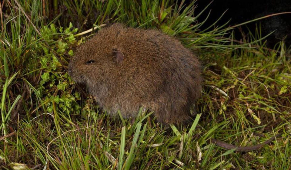 Close up of Broad tooth rat