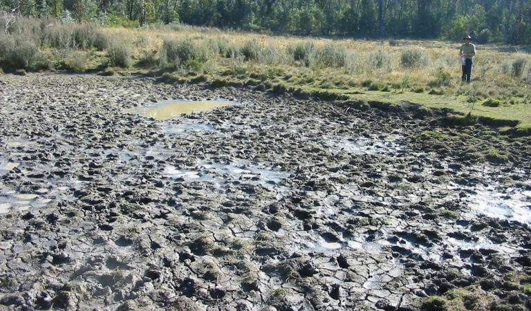 Evidence of feral horse trampling native vegetation, Alpine National Park