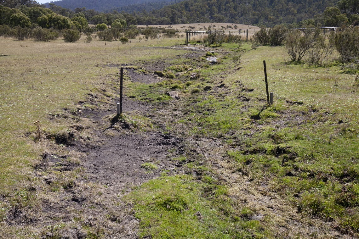 Horse damage outside exclosure plots on Cowombat Flat in the Alpine National Park