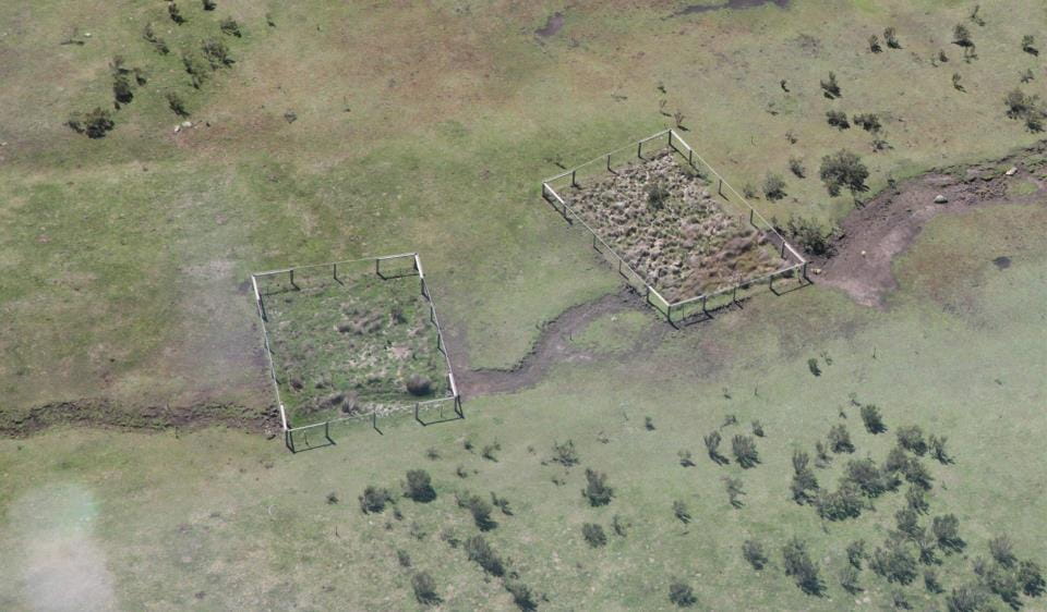 Aerial view of two exclusion plots in the Alpine National Park showing intact native vegetation inside the fence and feral horse tracks and damage outside the fence