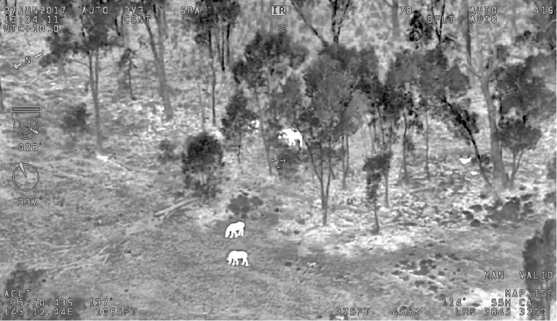 Sample image of horses feeding in the open and amongst trees, from infra-red video recorded along transects during the 2017 survey. 