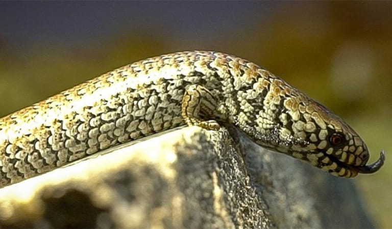 Alpine She-oak Skink.