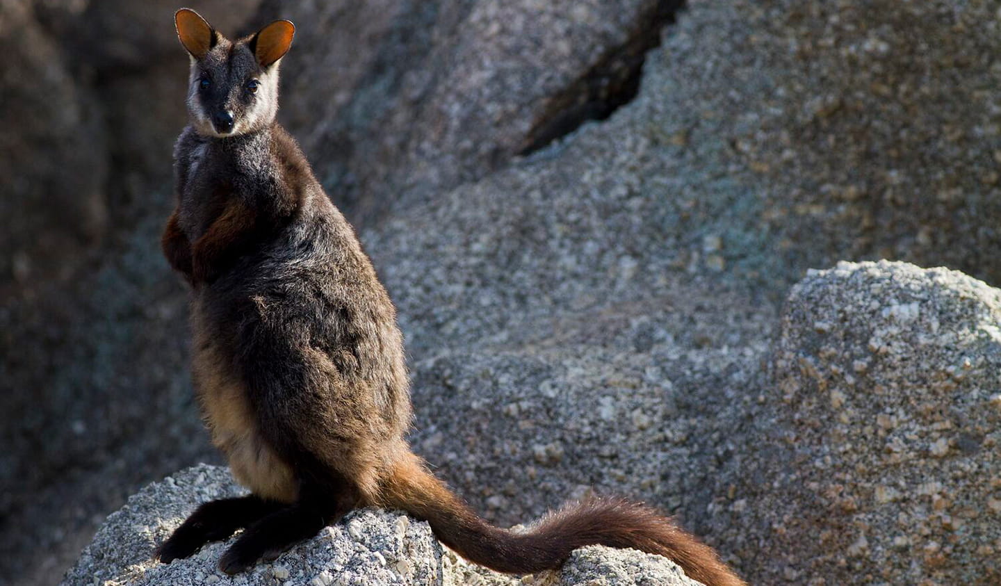 Brush-tailed rock wallaby.