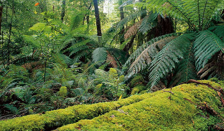Errinundra National Park