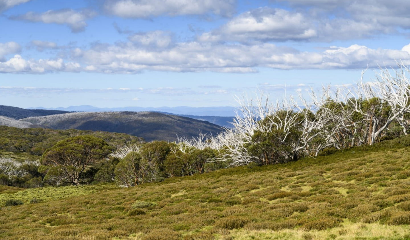 Falls Creek skyline with trees.