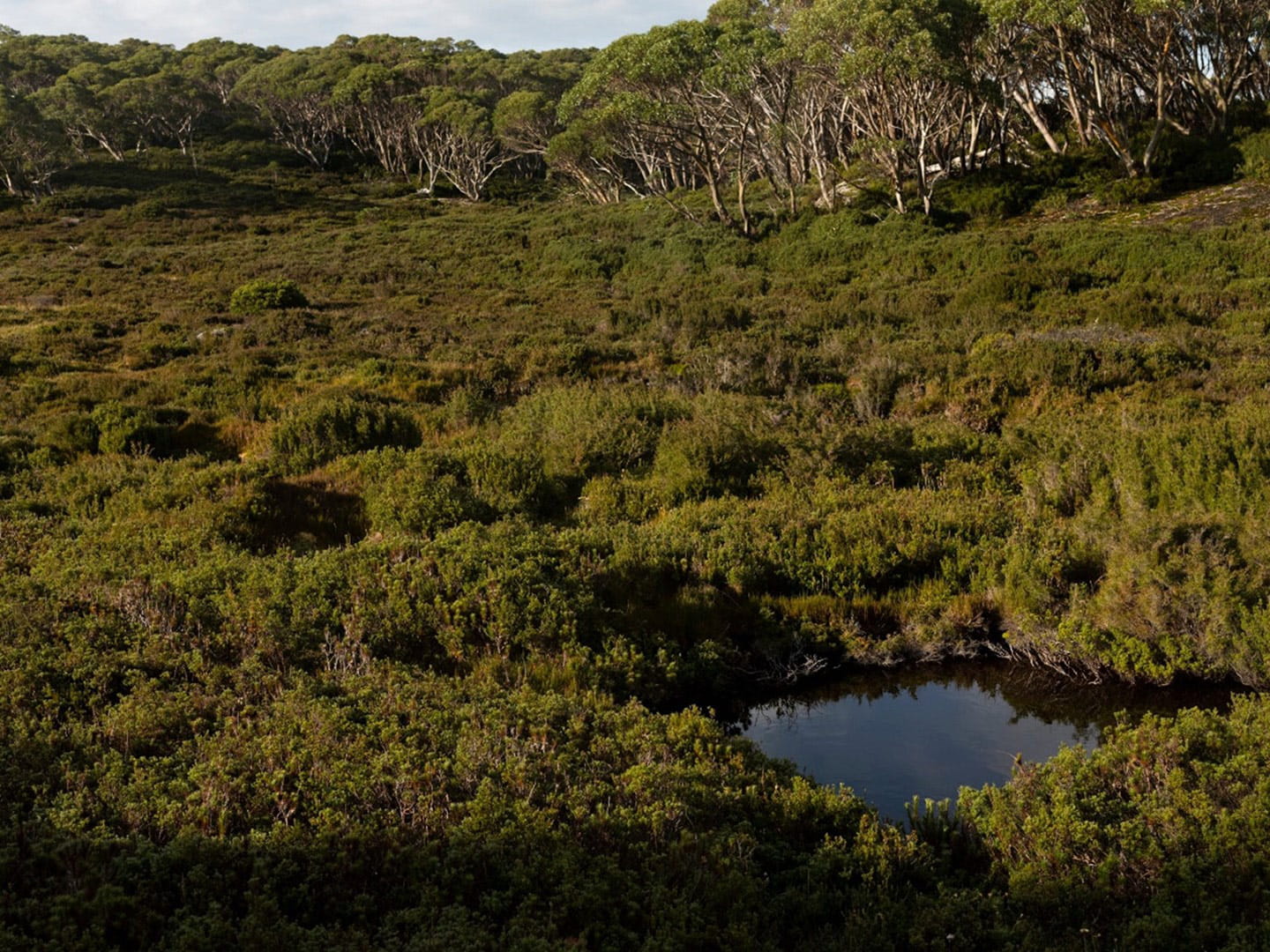 Sphagnum bogs.