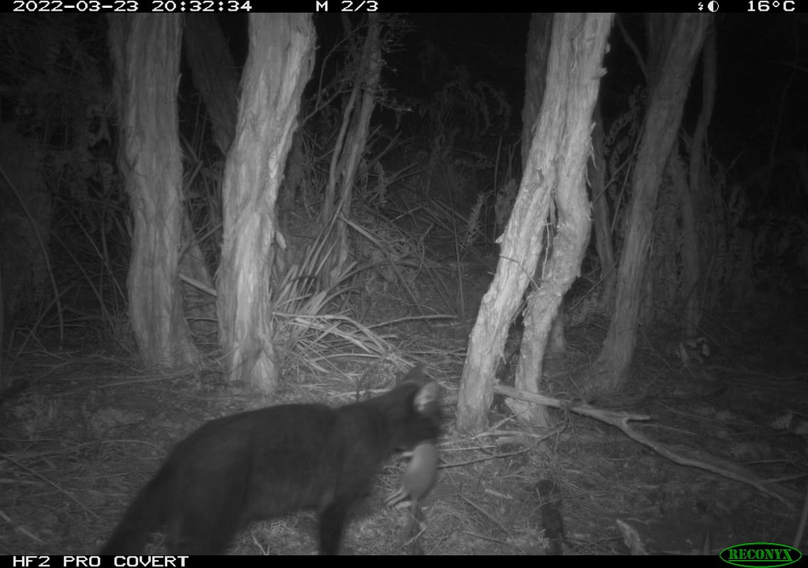 A black and white photo taken at night time of a bush landscape with a black cat walking away from the camera.