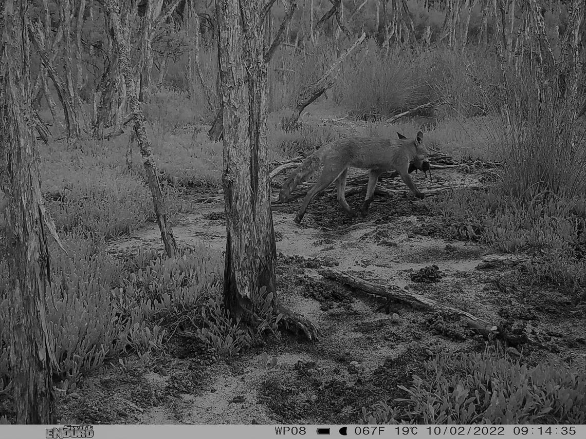A black and white photos of a bush landscape. A fox is running away from the camera with something small and dark in its mouth, presumably a small mammal.