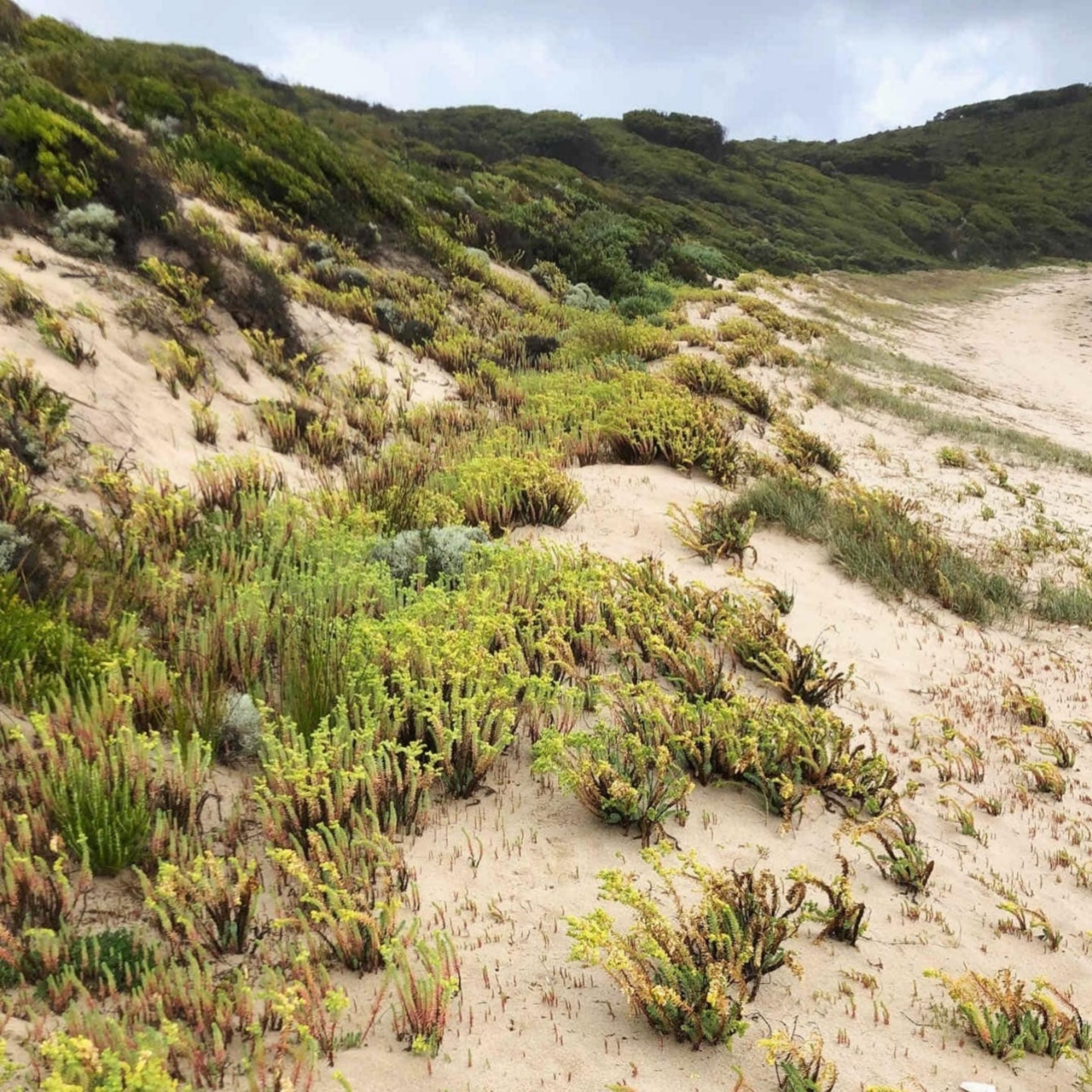 a green plant is smothering the sandy foreshore habitat