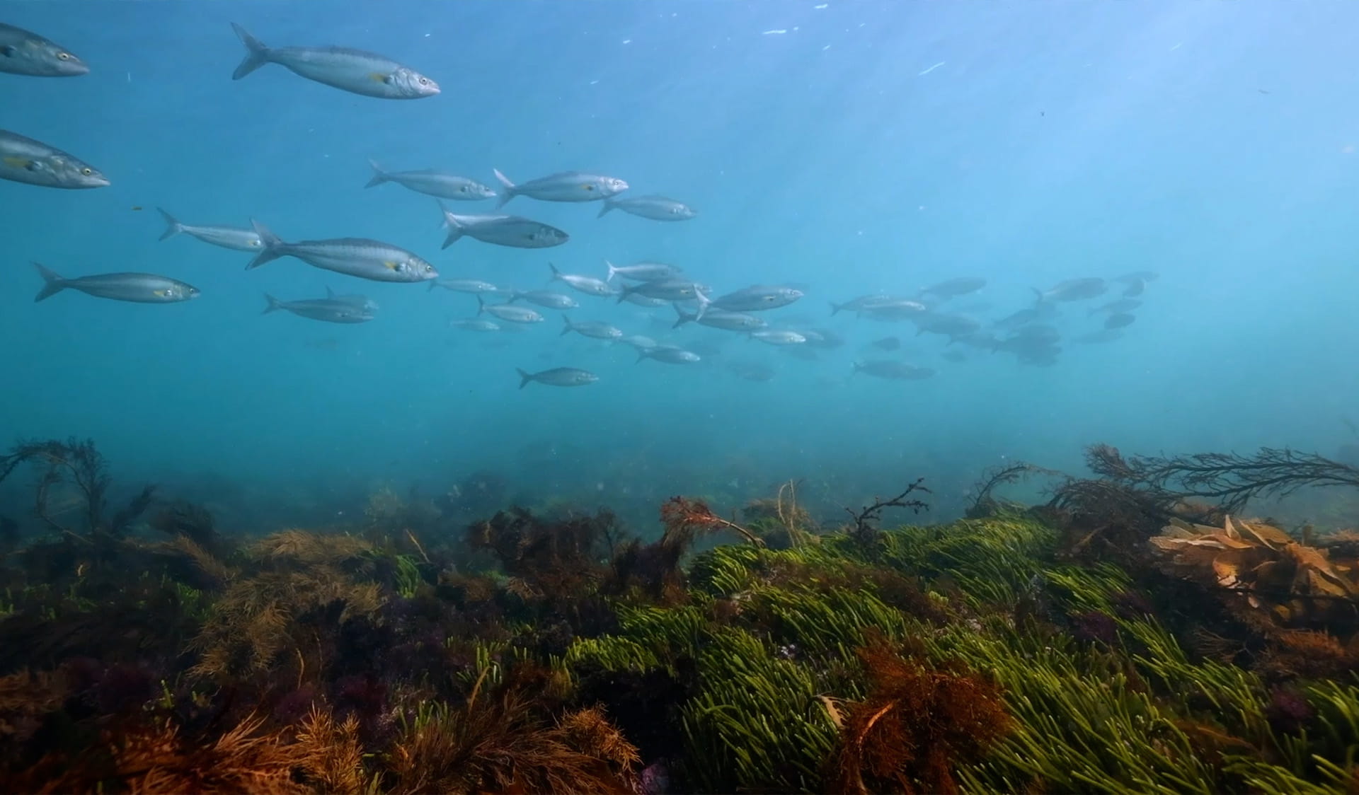 A school of silvery fish swim over a bed of kelp.