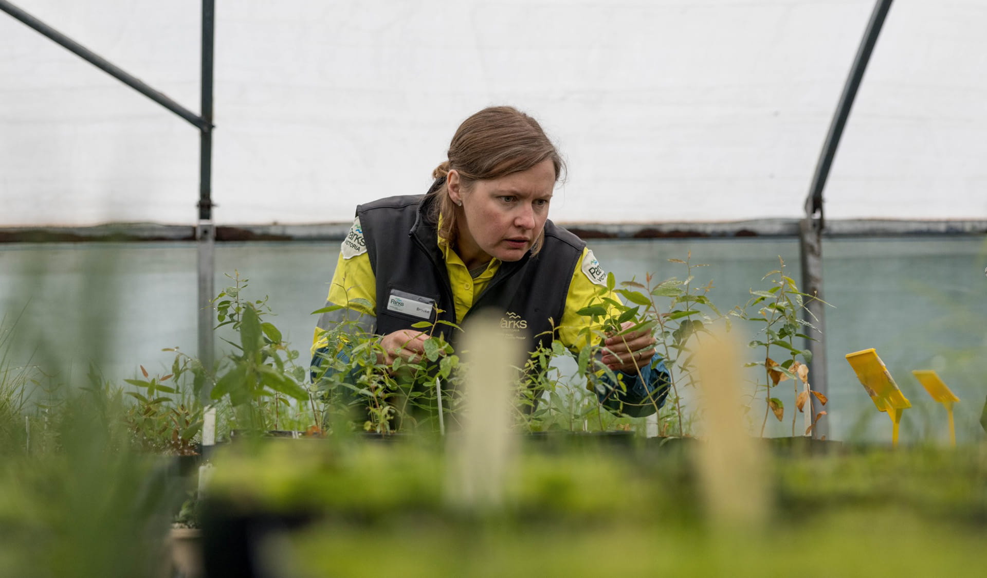 A scientist examines seedlings in a greenhouse