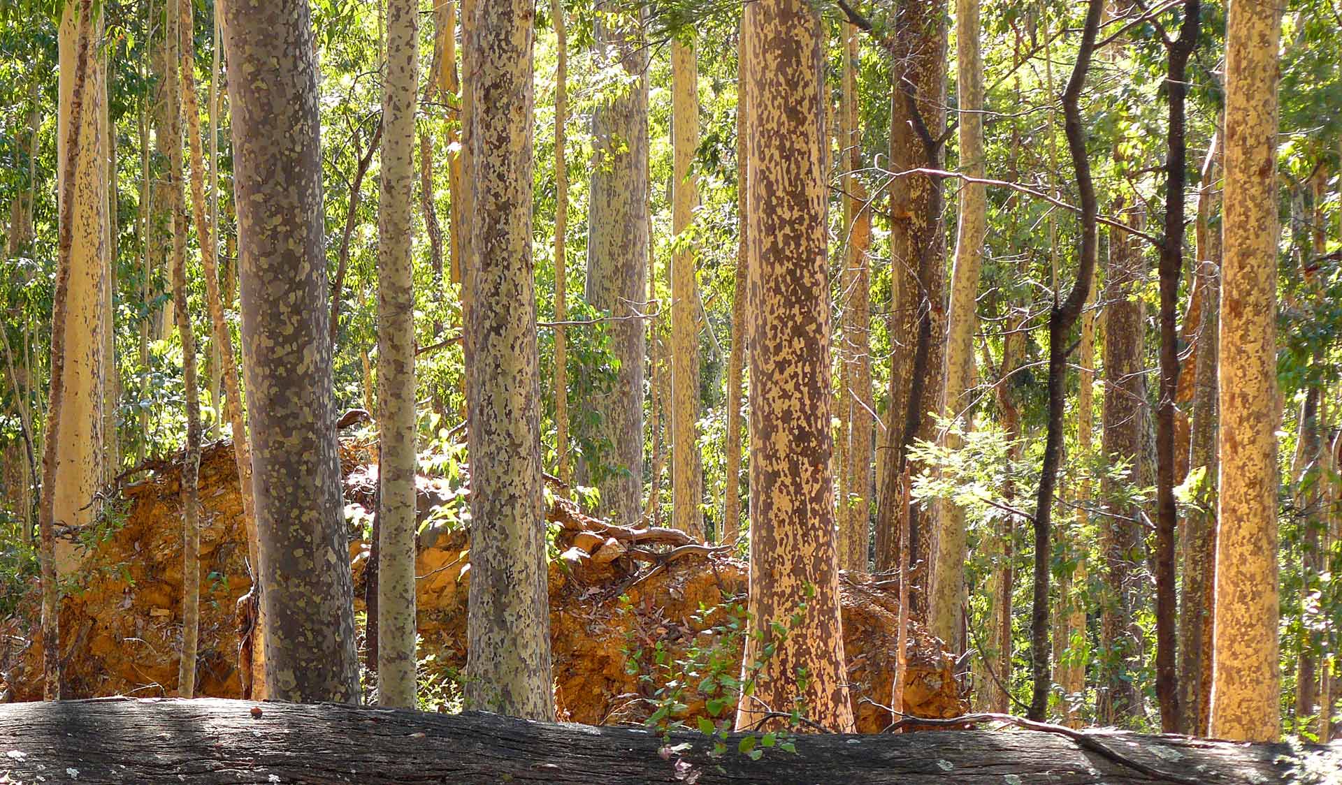 Spotted gums