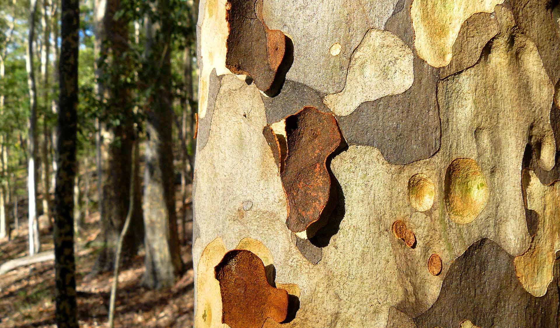 Spotted gum
